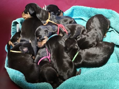 beim saubermachen in die Hundebox "ausgelagert"