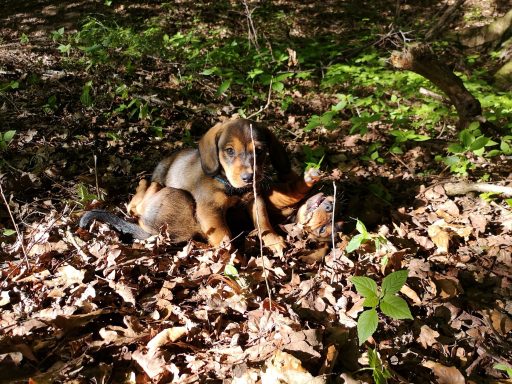 Früh geht es in den Wald